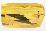Detailed Fossil Parasitoid Wasp (Braconidae) in Baltic Amber #328135-1